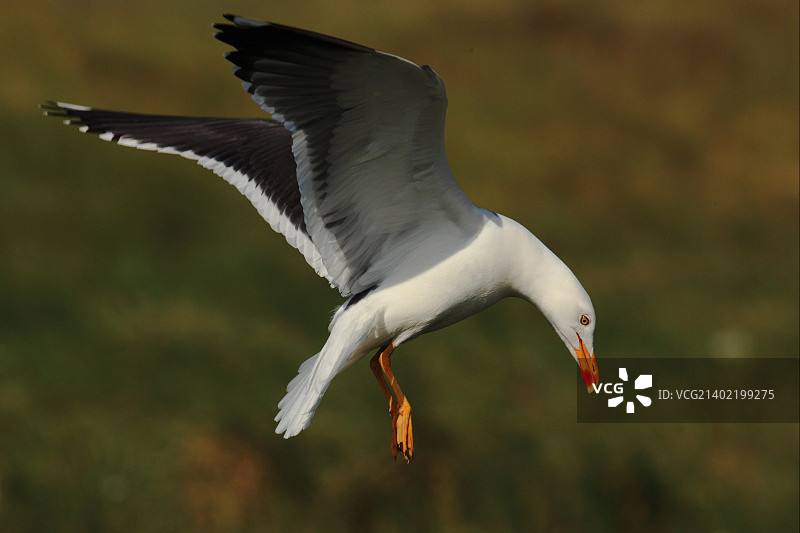 小黑背鸥，鸟类，野生动物图片素材