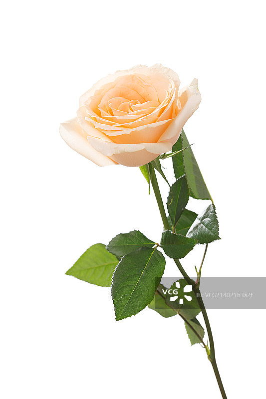 玫瑰花图片素材