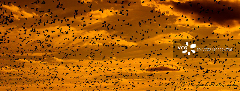 野生保护区沙丘鹤图片素材