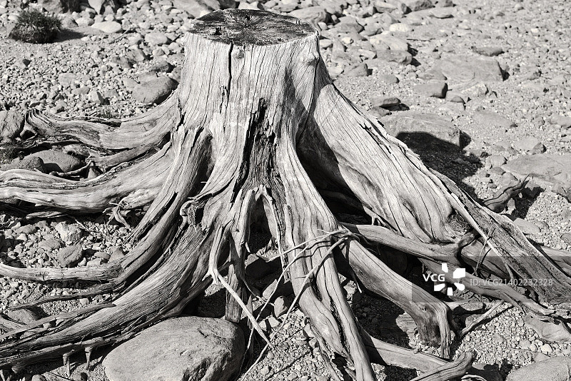 多克弗洛伊下图片素材