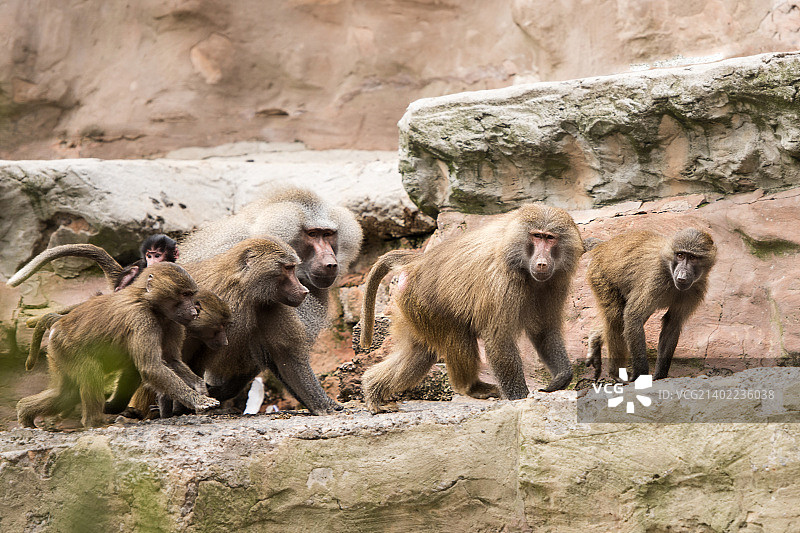 阿拉伯狒狒(2)图片素材