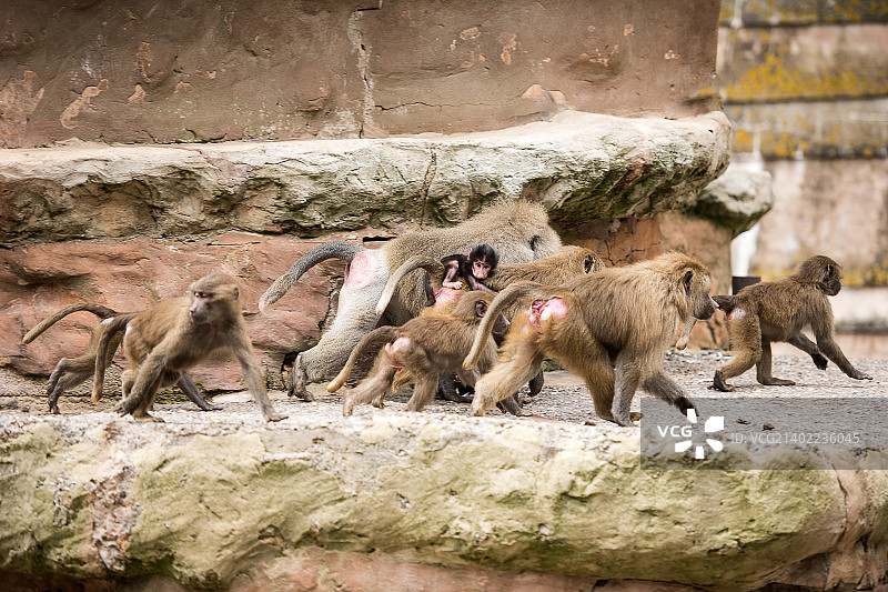 阿拉伯狒狒(2)图片素材