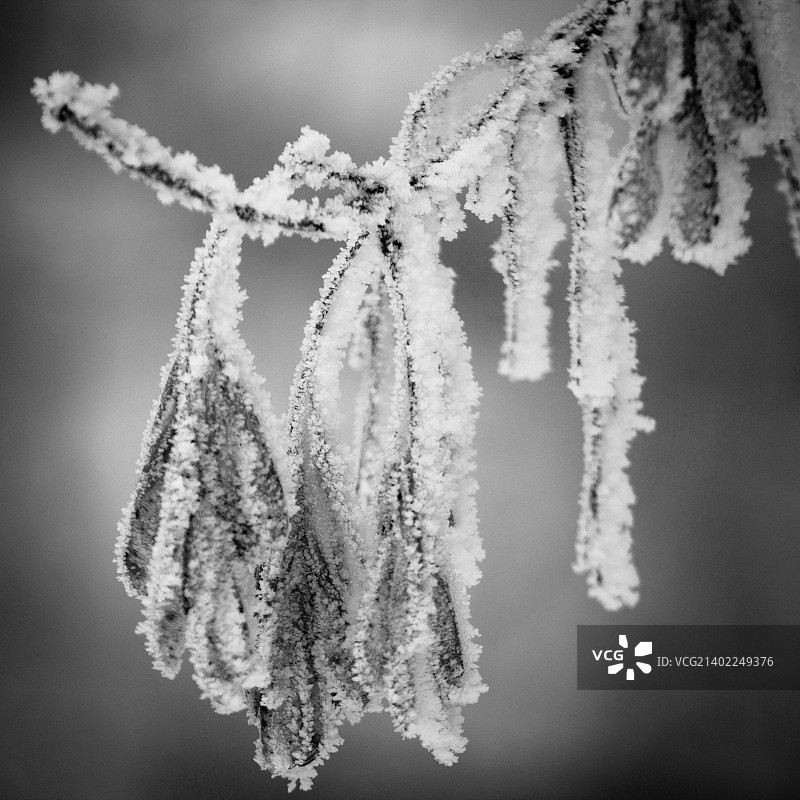 俄罗斯巴尔瑙尔图片素材