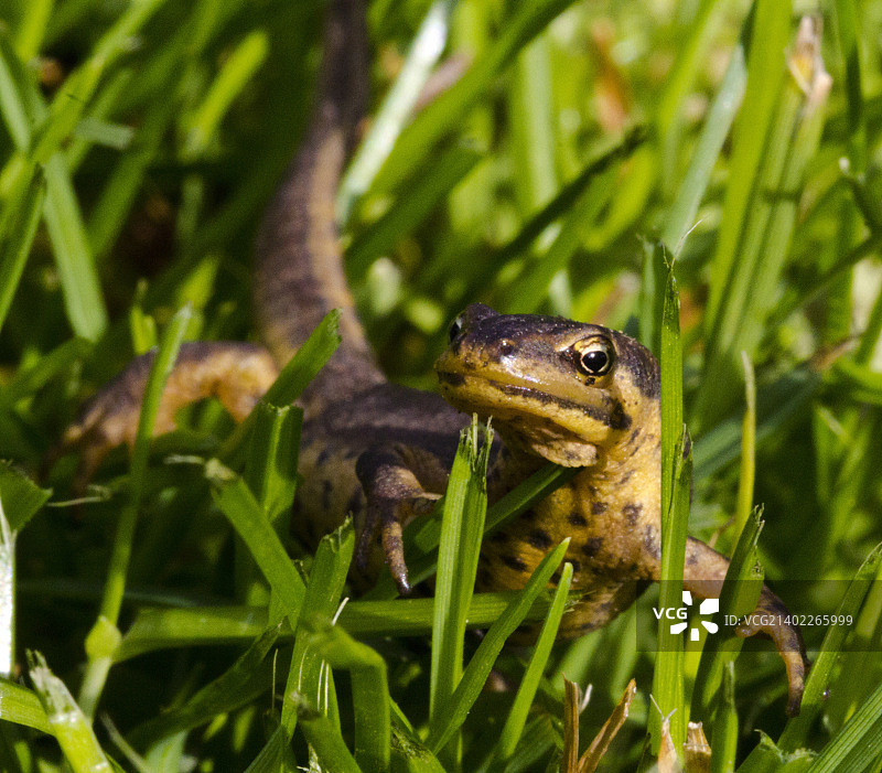 恐龙还是草地里的蝾螈？图片素材