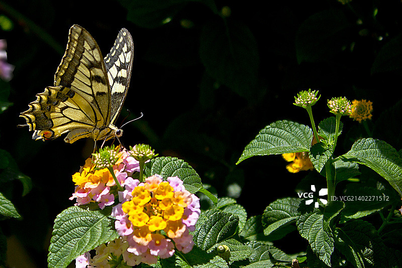 燕尾蝶图片素材