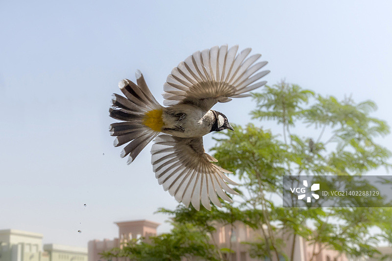 喝完水后起飞的Bulbul鸟图片素材