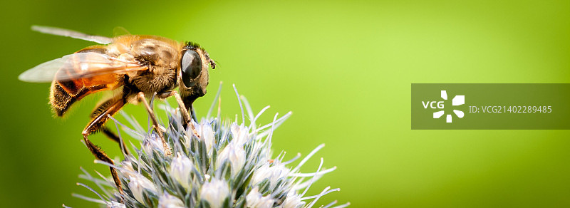 海冬青与蜜蜂图片素材