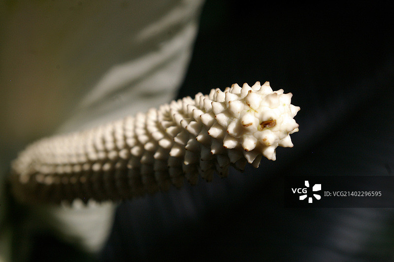 白色雄蕊图片素材