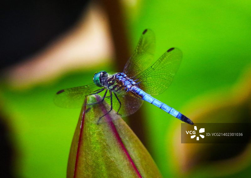 蜻蜓与花苞图片素材