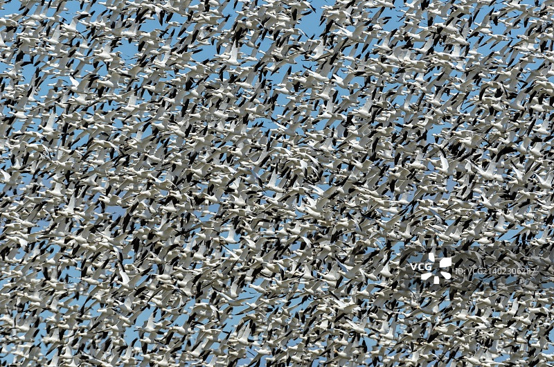 遮天蔽日的鹅群图片素材