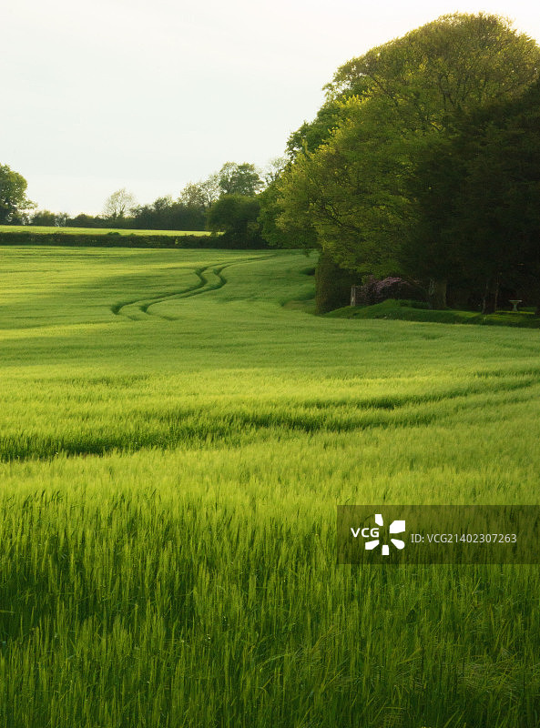 春天的绿地图片素材