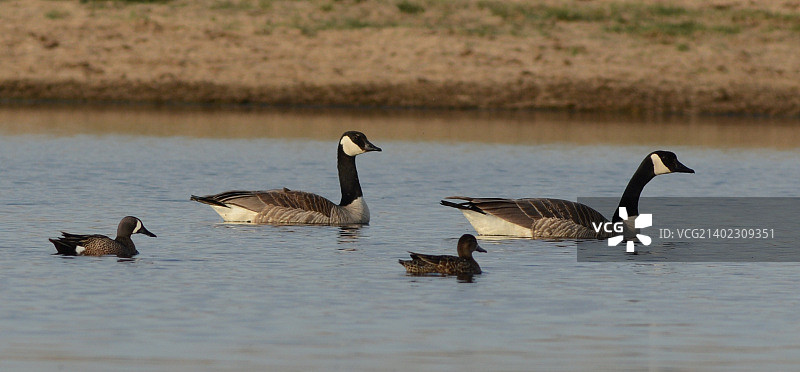 加拿大鹅和蓝翅鸭图片素材