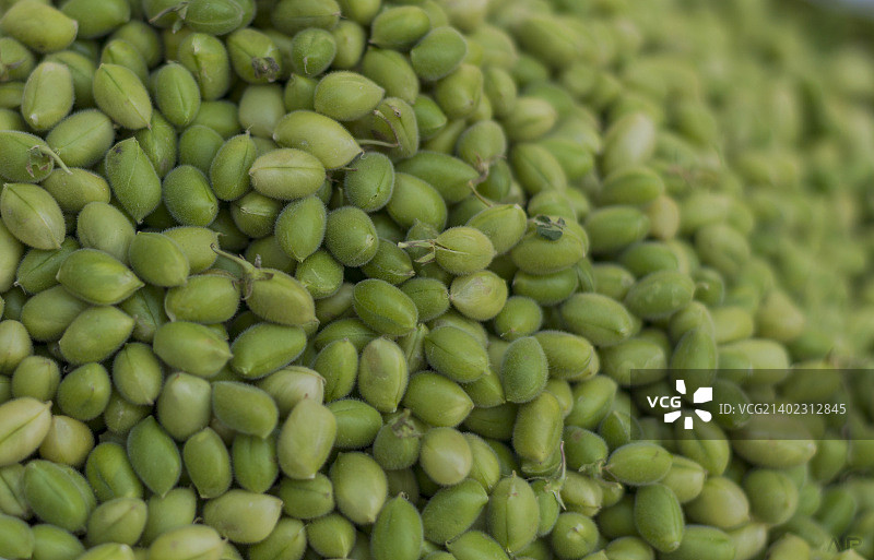 鹰嘴豆图片素材