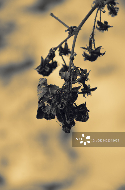 俄罗斯奥特拉德纳亚图片素材