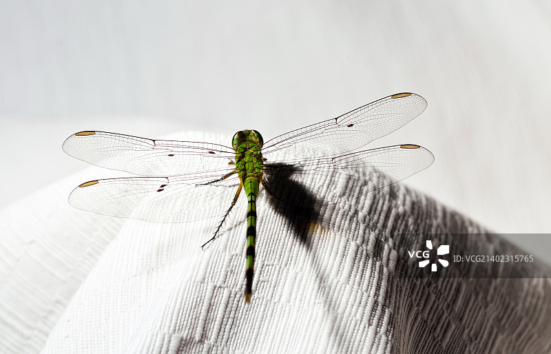 不速之客图片素材