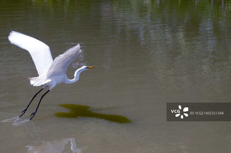 巴西瓜鲁柳斯图片素材