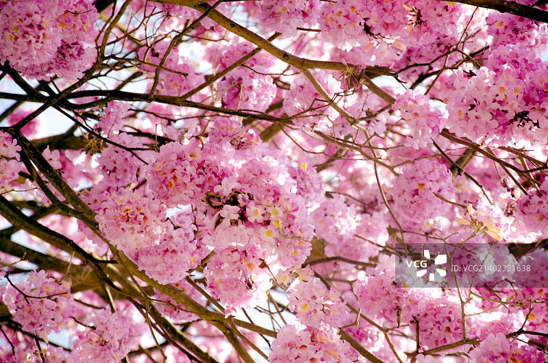 巴西瓜鲁柳斯图片素材