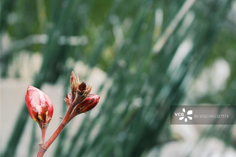 墨西哥莫拉-特斯科科图片素材