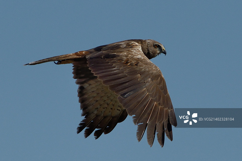 非洲沼泽鹞图片素材
