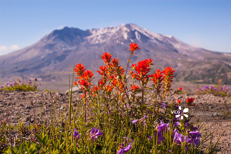 华盛顿圣海伦斯山的野花图片素材