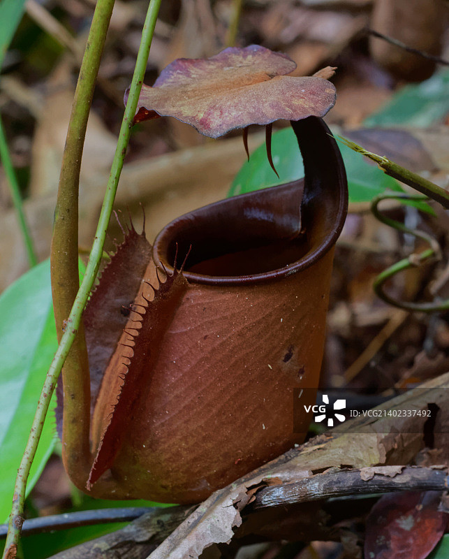 二齿猪笼草（下位笼）- 2图片素材