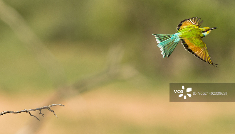 白额蜂虎飞离图片素材