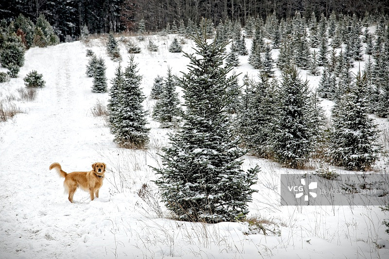 圣诞树农场的金毛寻回犬图片素材