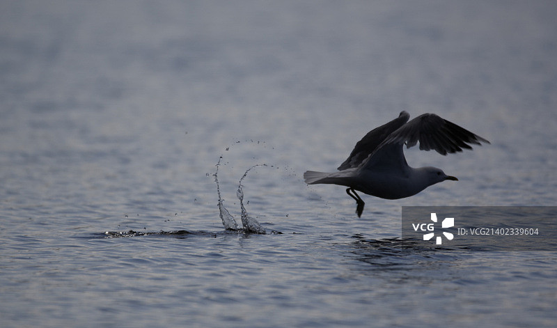 海鸥溅起水花起飞图片素材