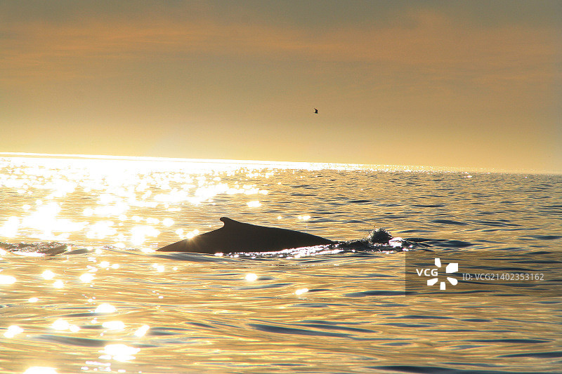 日落时分在胡萨维克觅食的蓝鲸图片素材