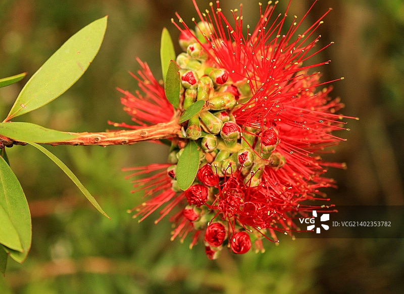 四月之花图片素材