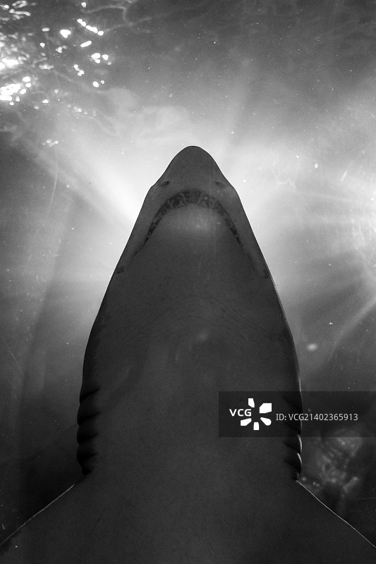 鲨鱼主题曲图片素材