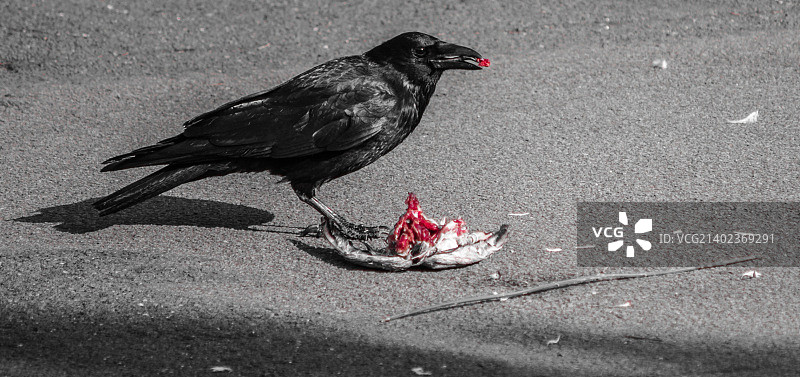 适者生存图片素材