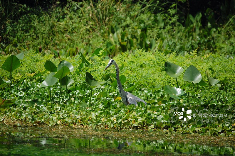 蓝色苍鹭图片素材
