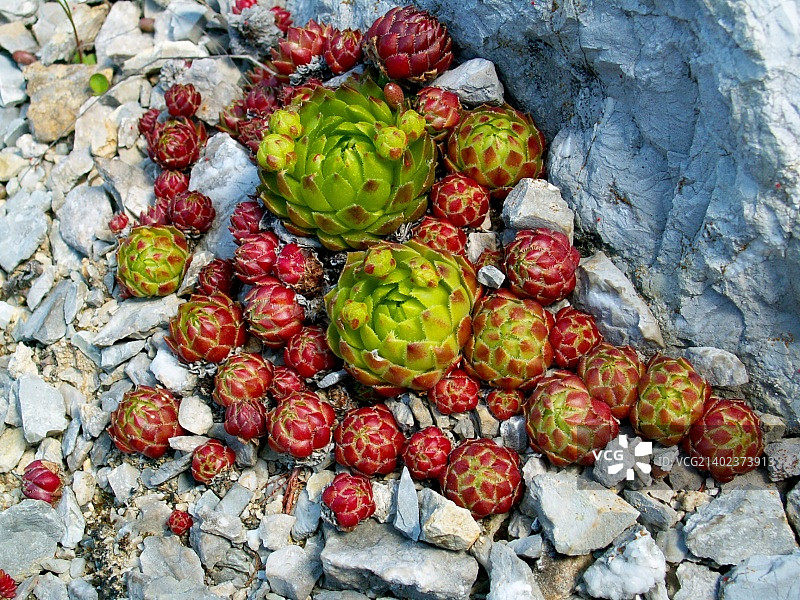 石灰长生花图片素材