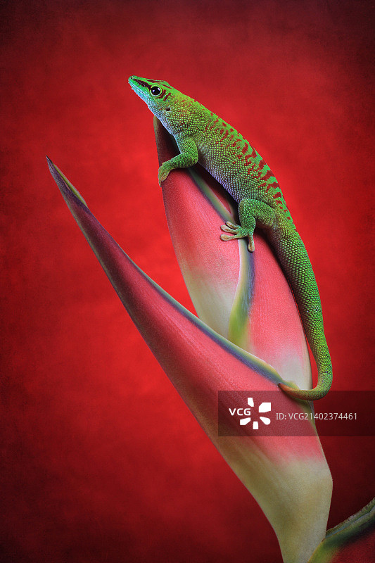 编辑M文本图片素材