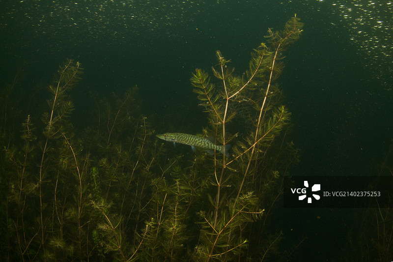 小梭子鱼I图片素材