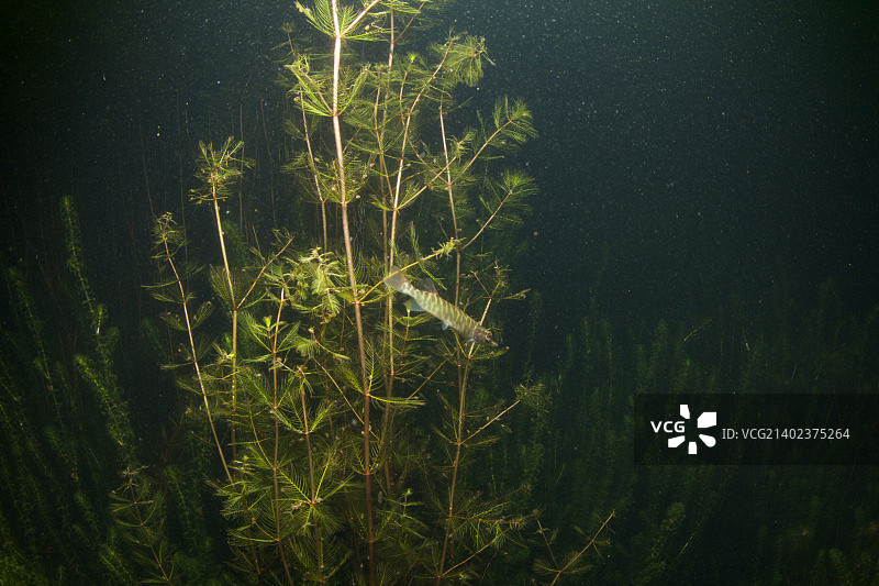 小梭鱼II图片素材