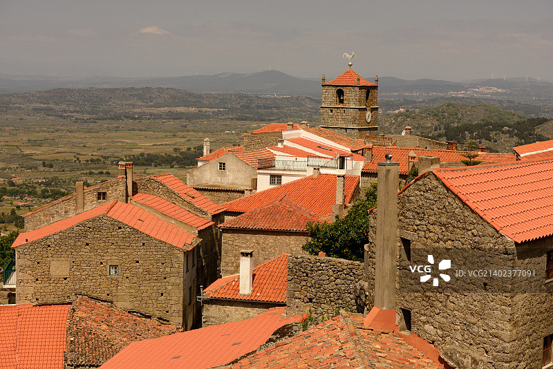 孟山都的银色公鸡1图片素材