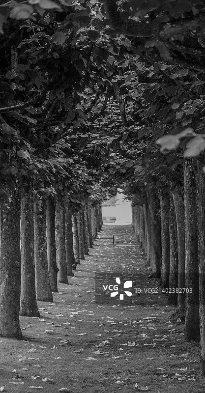 林荫大道图片素材