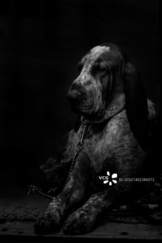 睡觉的狗图片素材