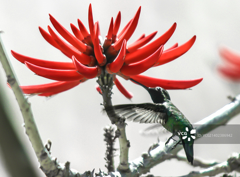 蜂鸟定格动画图片素材