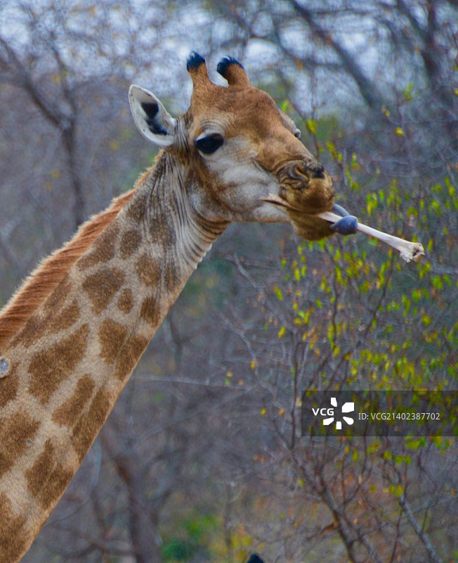 长颈鹿啃另一只长颈鹿的骨头图片素材