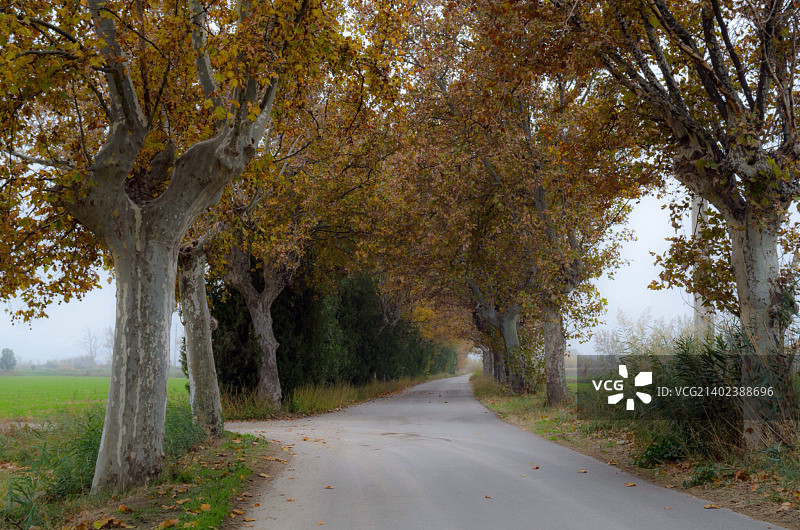 索莱达图片素材