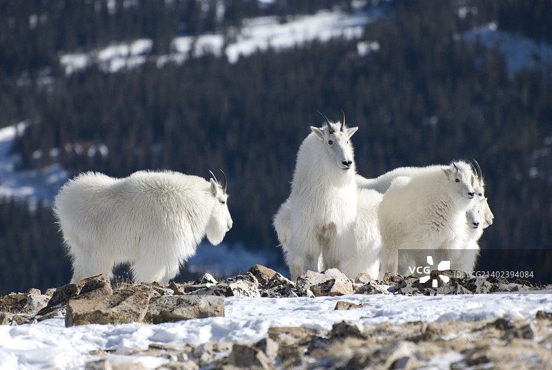 山羊群图片素材