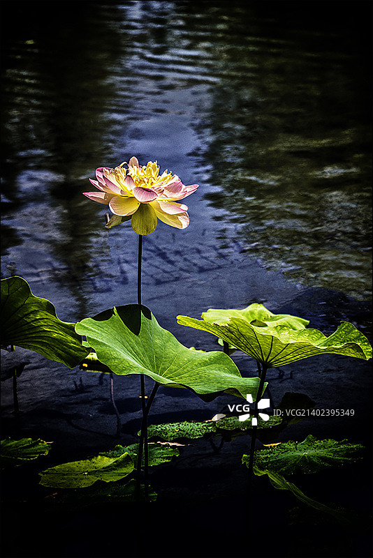 粉色莲花图片素材