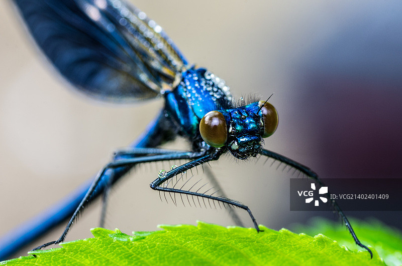 丽彩蟌图片素材