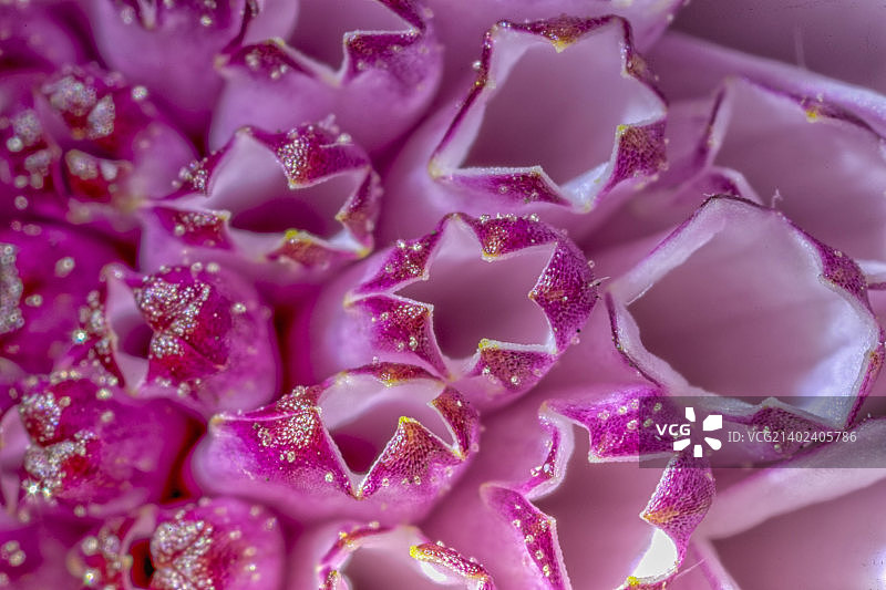 带有水钻的孤星花雌蕊图片素材