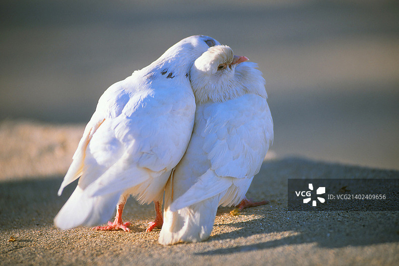美国火奴鲁鲁图片素材