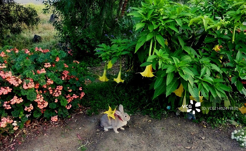 复活节兔子花园图片素材