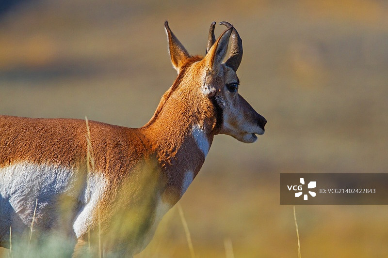 叉角羚对峙图片素材